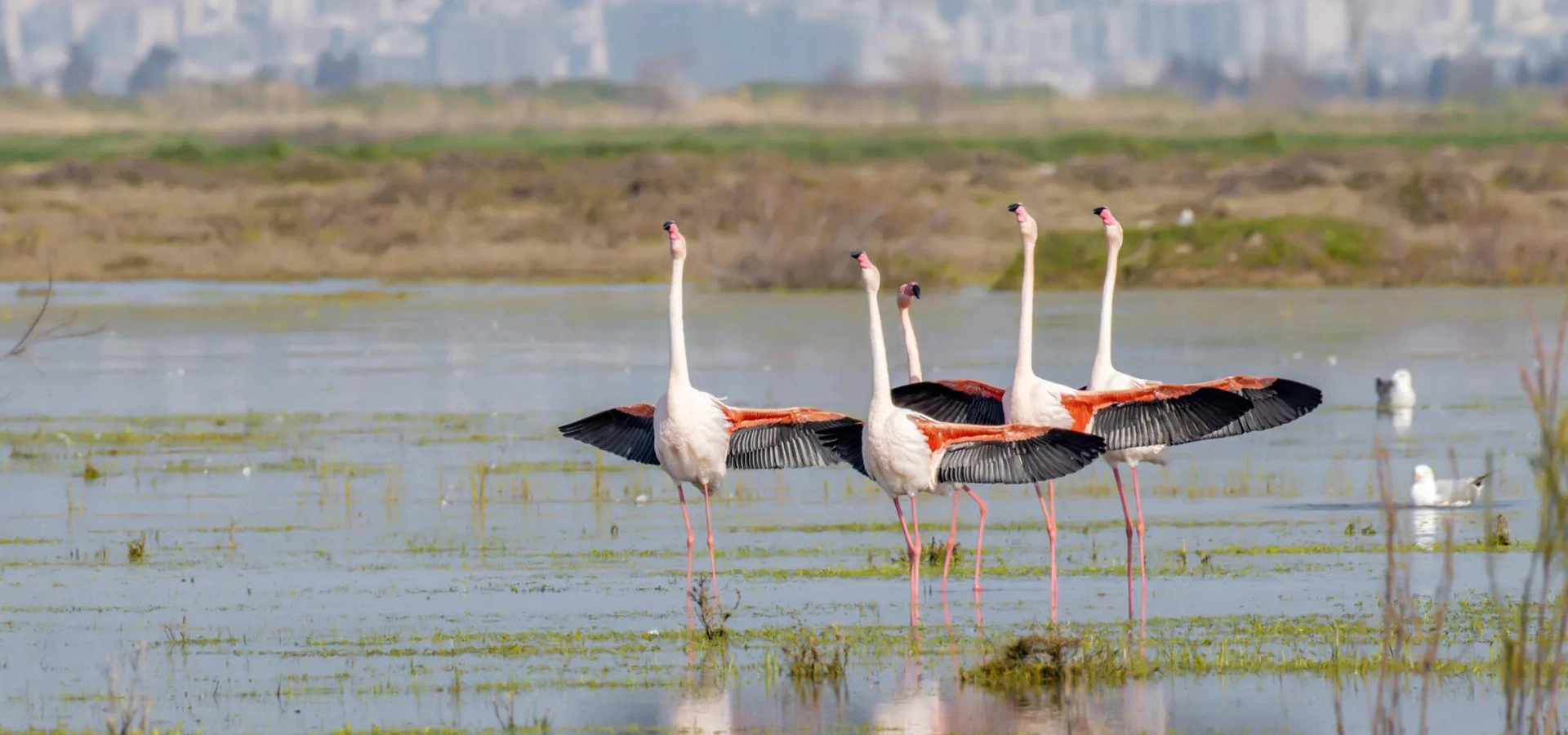 Gediz Delta Izmir Bird Paradise flamingos birdwatching Turkey