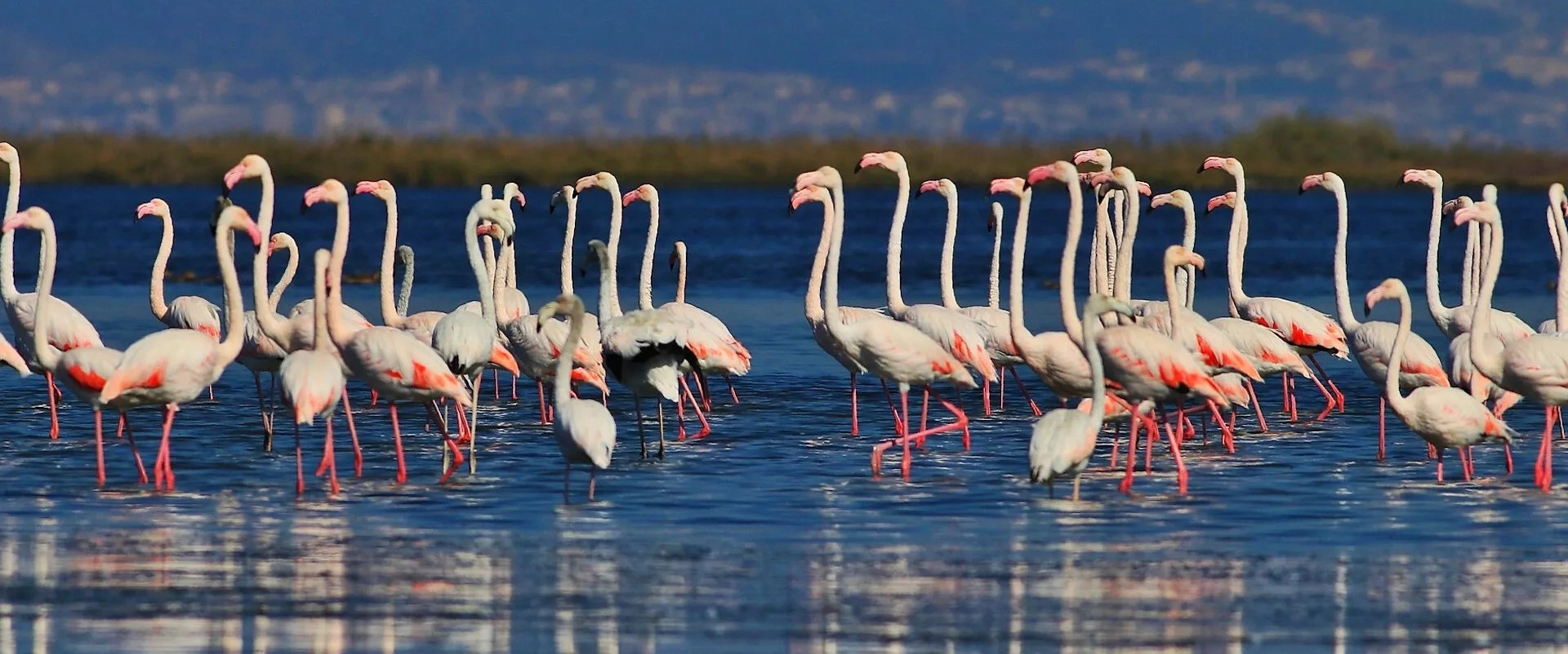 Hersek Lagoon Bird Sanctuary Altinova Yalova Turkey