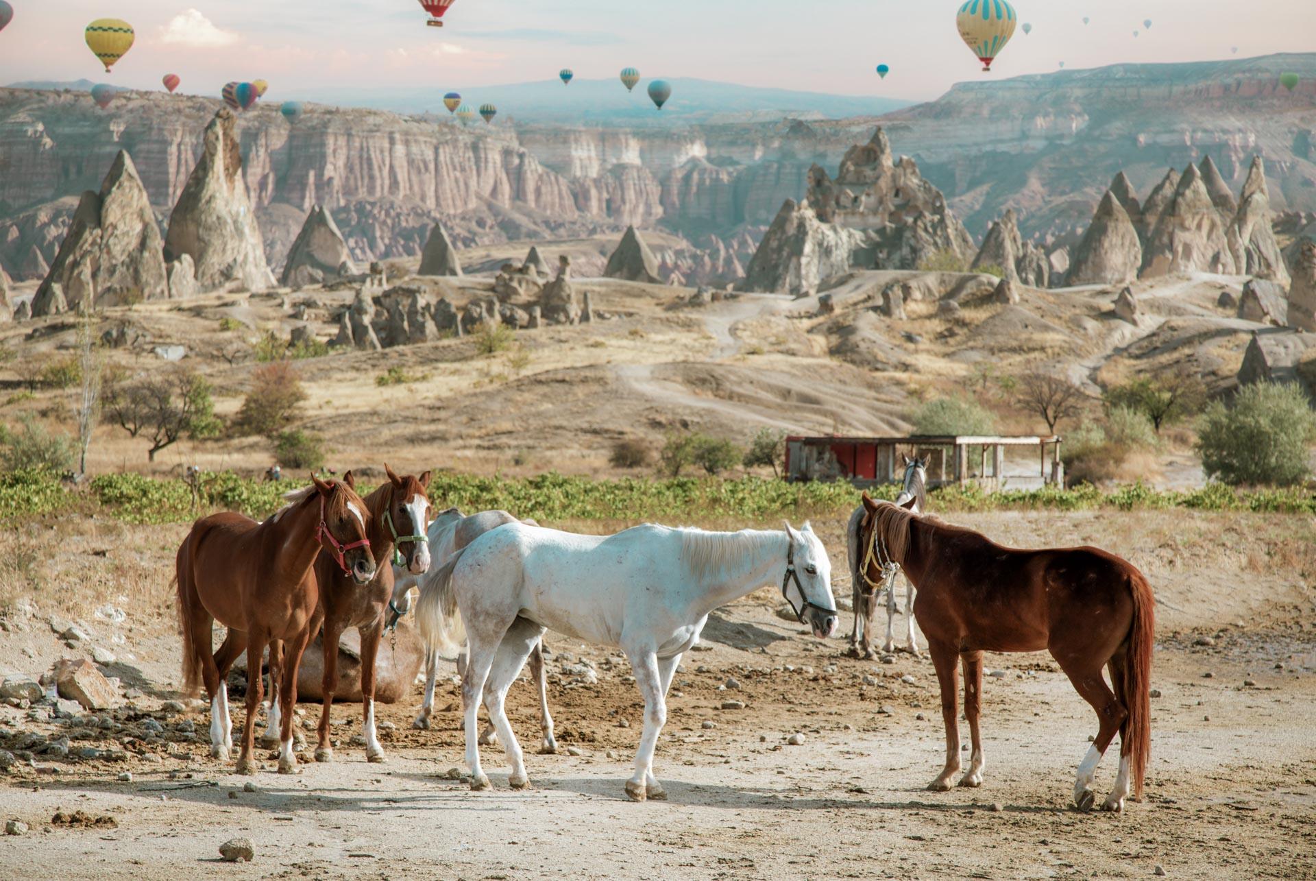 Horse-back Riding Tours