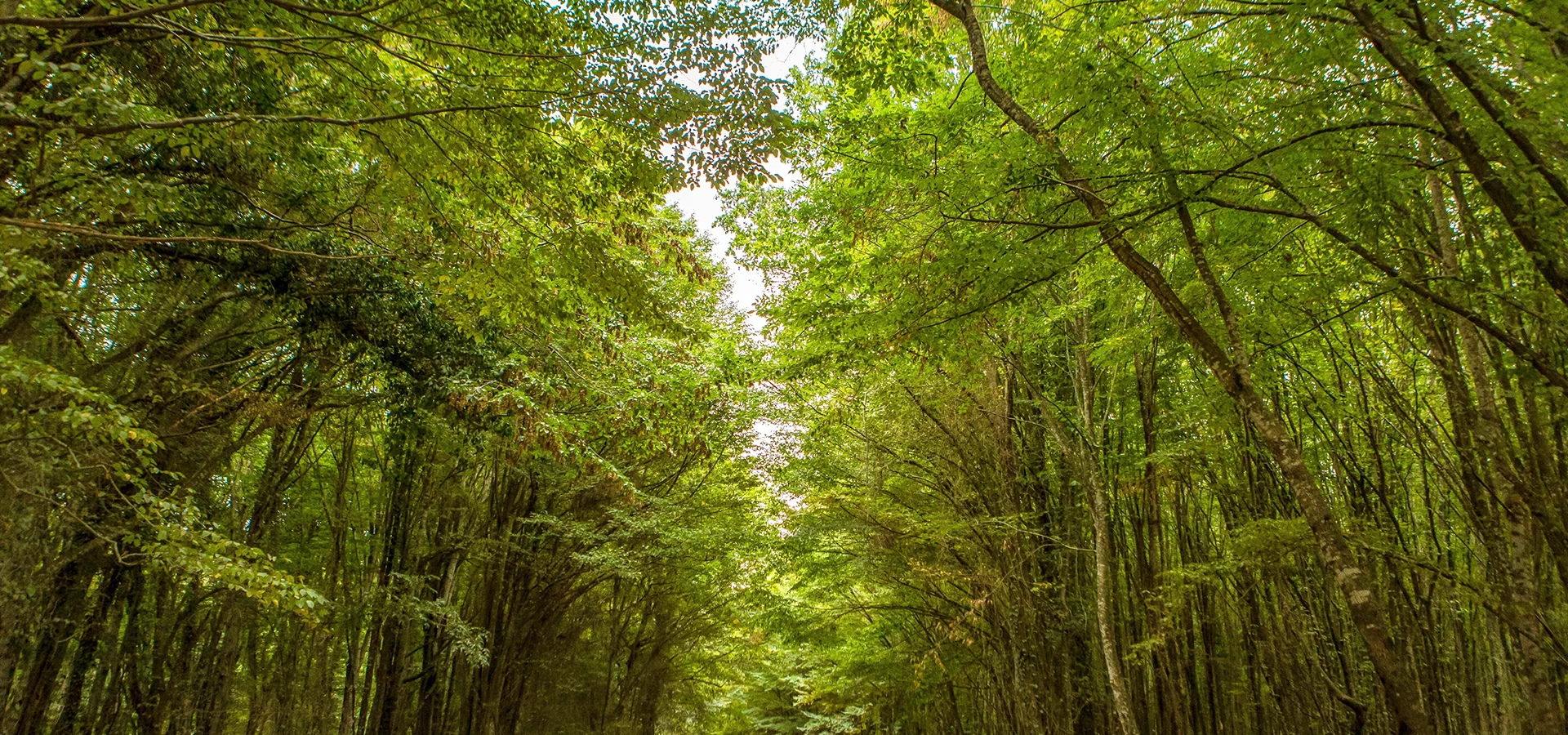 Istranca Yildiz Mountains forest Kirklareli Turkish Thrace