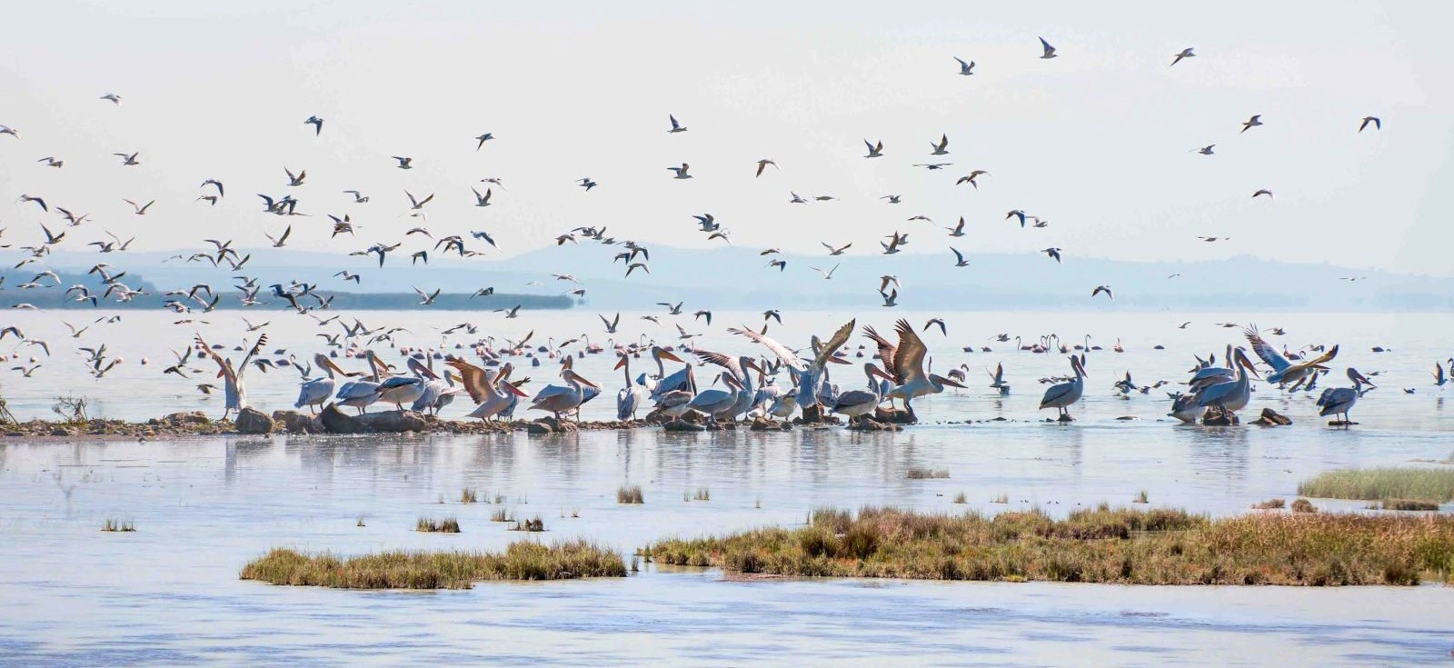 Lake Manyas Bird Paradise National Park Balikesir Turkey