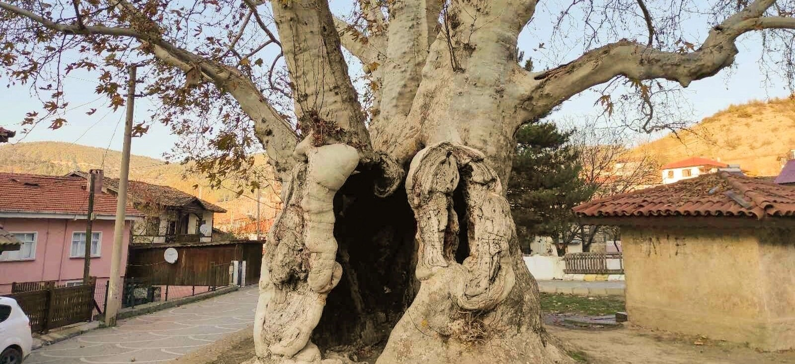 Seven-Century Plane Tree in Yusuf Bey neighborhood Tarakli Sakarya Turkey