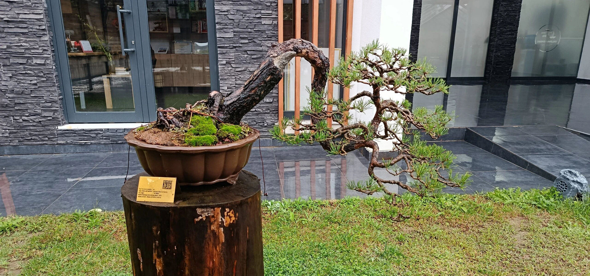 Yalova Bonsai Museum miniature trees Turkey