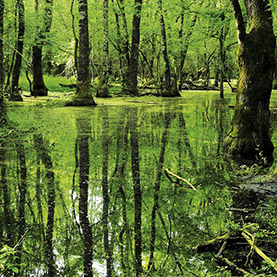 Parque Nacional Bosques Inundados de İğneada