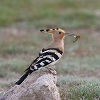 Lake Seyfe Bird Sanctuary