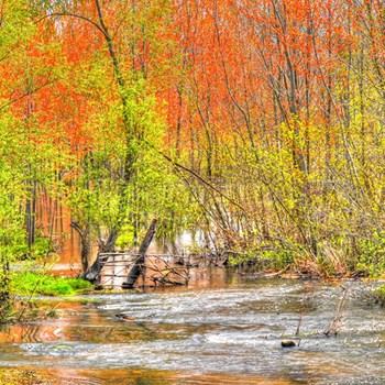 Acarlar Floodplain Forest