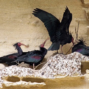 Birecik & Bald Ibises