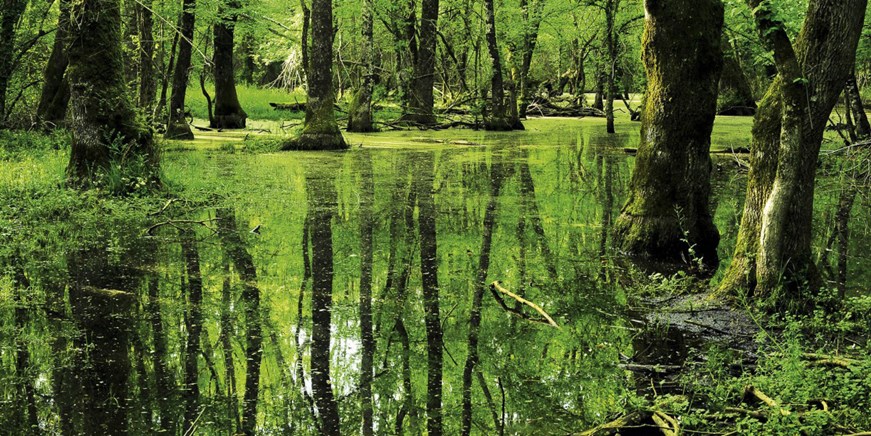 Parque Nacional Bosques Inundados de İğneada