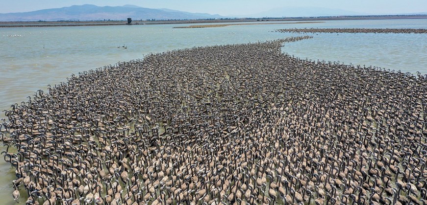 Parque Nacional Lago Manyas Paraíso de Aves