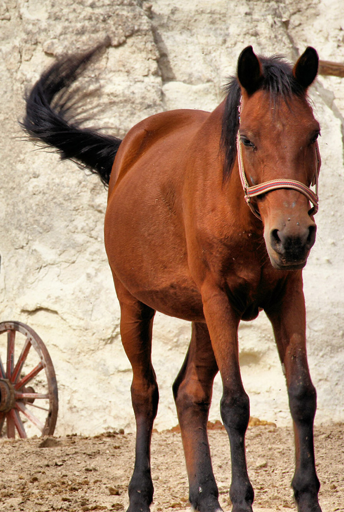 Balades à Cheval à Cappadoce
