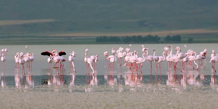 Seyfe-See Vogelschutzgebiet