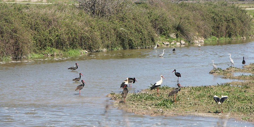Zona umida del delta di Kizilirmak e santuario degli uccelli
