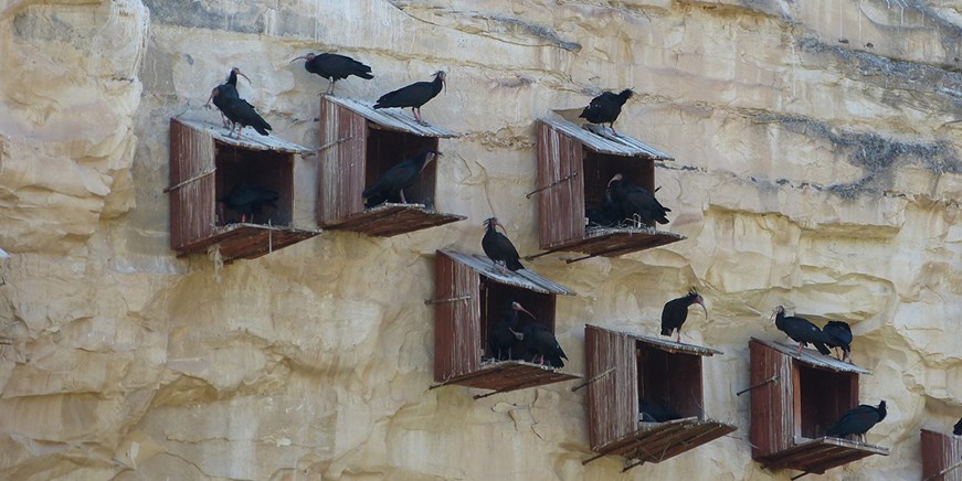 Birecik Bald Ibises Kelaynak
